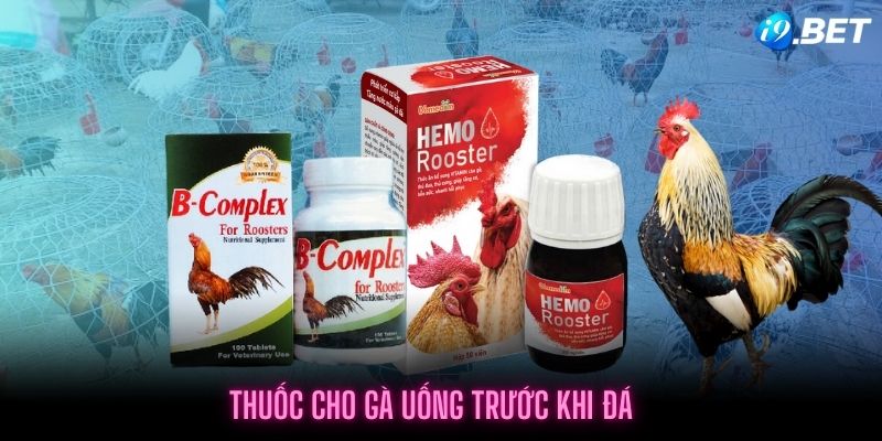 Vitamin B Roosters là loại thuốc cho gà uống trước khi đá rất hữu ích