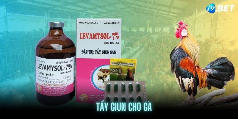 Cách tẩy giun cho gà định kỳ đạt chuẩn