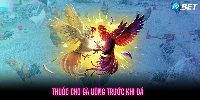 Cho chiến kê uống thuốc trước khi tham gia thi đấu là một điều tốt