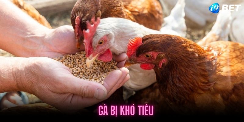 Lý do khiến gà bị khó tiêu