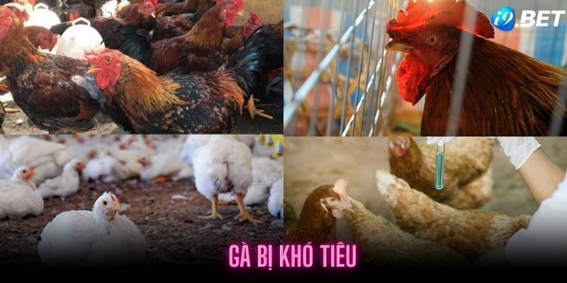 Một số triệu chứng khi gà bị khó tiêu