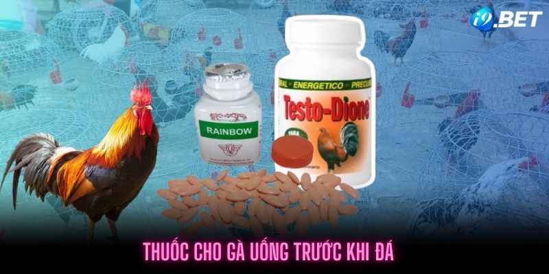 Những loại thuốc cho gà uống trước khi đá để bổ sung sức bền