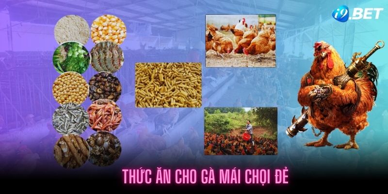 Thức ăn cho gà mái chọi đẻ tất cần thiết trong chăn nuôi